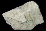 Rough, Agatized Dinosaur Bone - Colorado #142529-1